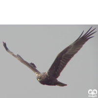 گونه سنقر تالابی شرقی Eastern Marsh Harrier